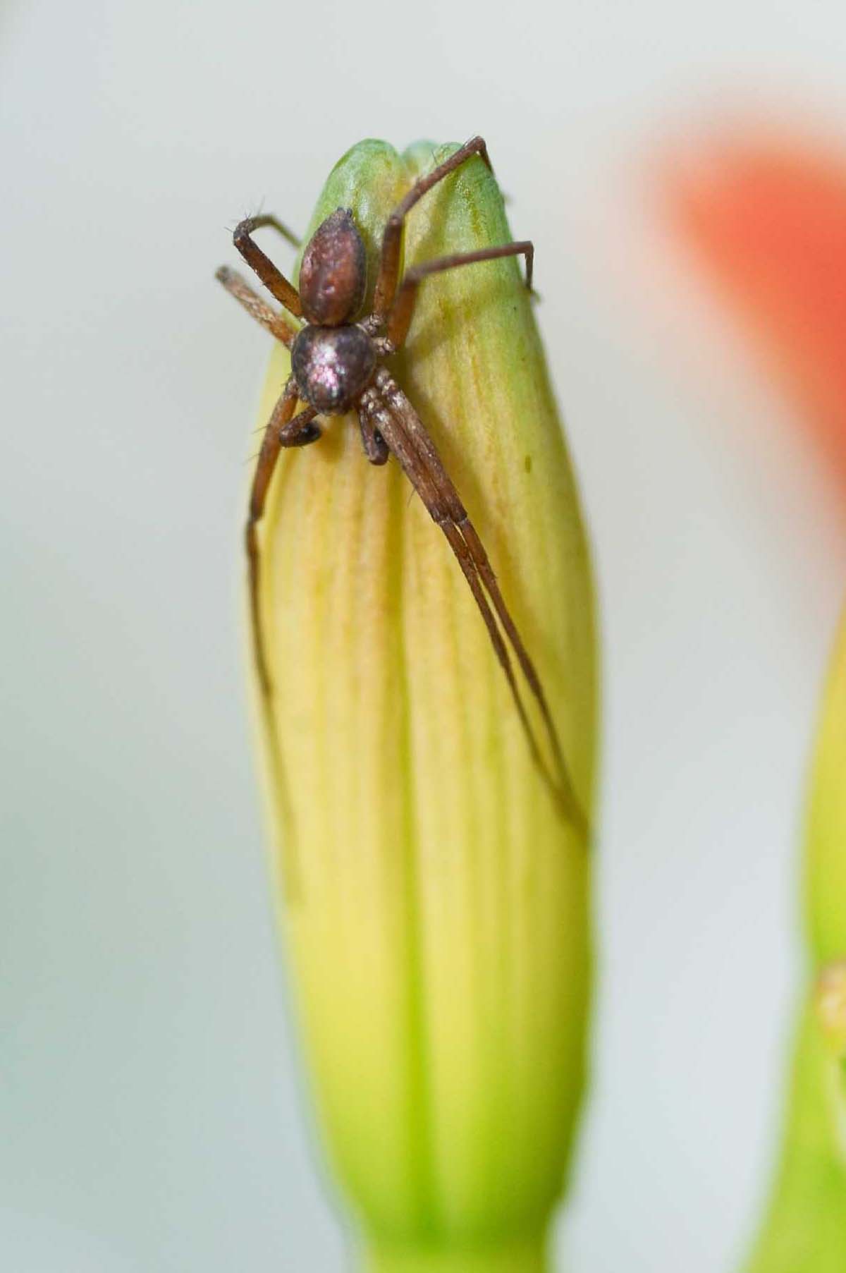 Philodromus sp.