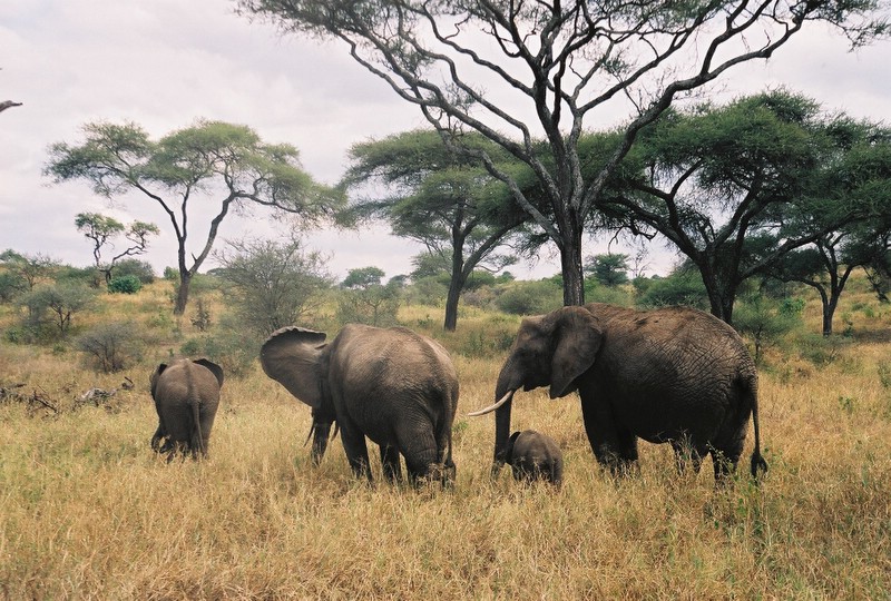 Serengeti NP