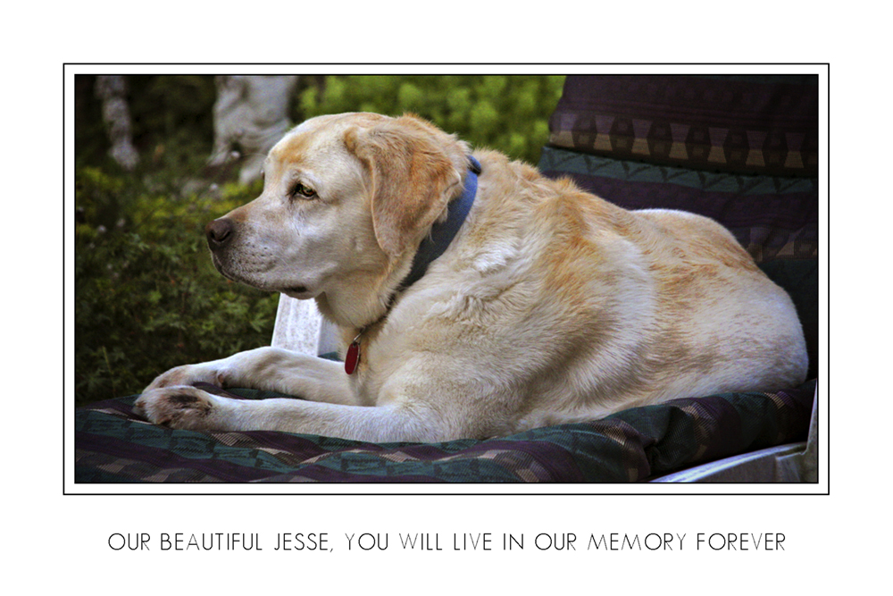 Our Beautiful Jesse