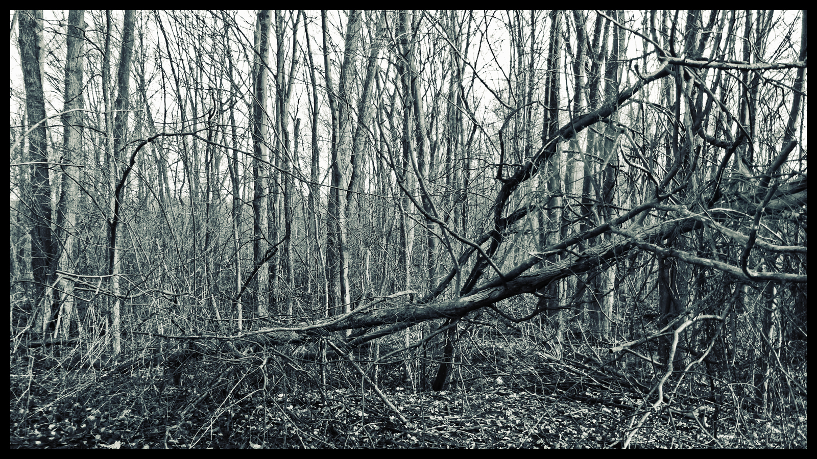 If a Tree Fall In the Forest and There is No One There copy.jpg