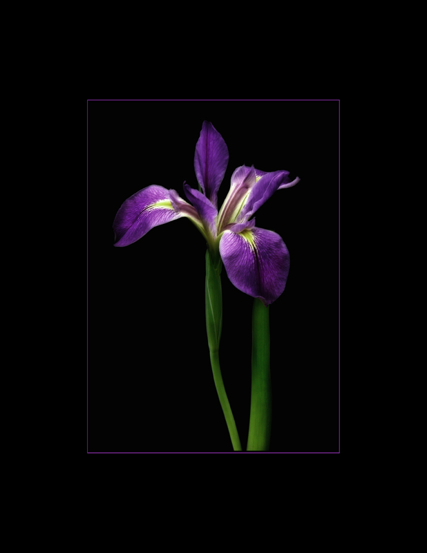 1st Water Iris from Pond 2006.jpg