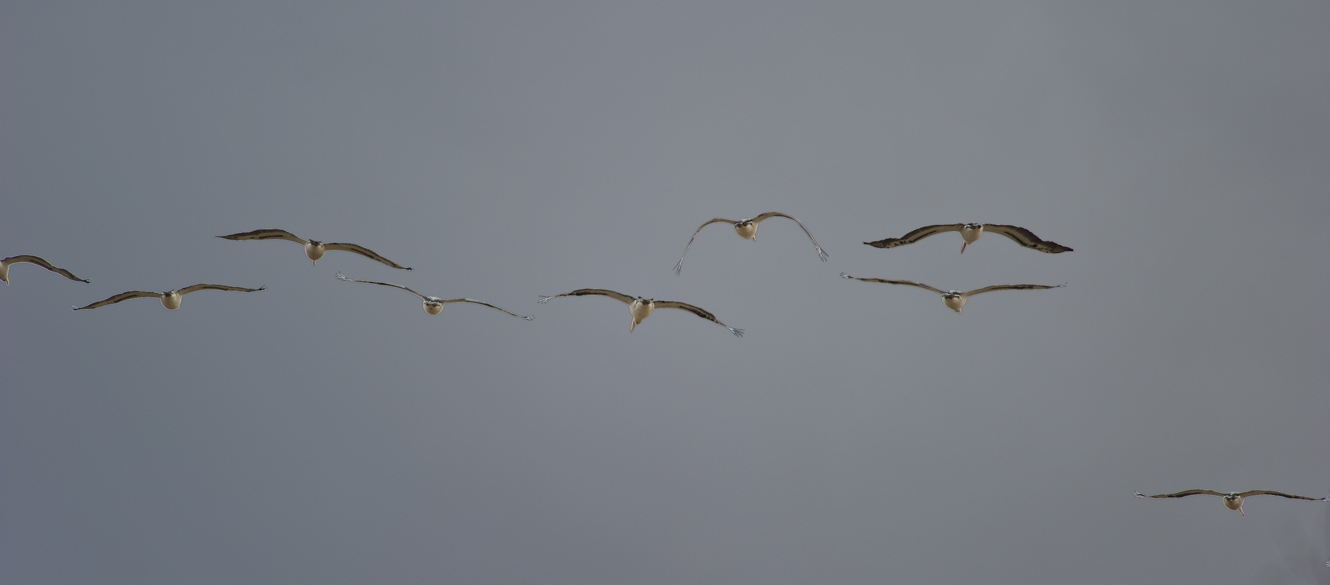 Pelicans in flight