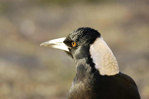 Magpie DSC_0047 copy.jpg