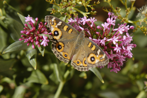Butterfly 1.jpg