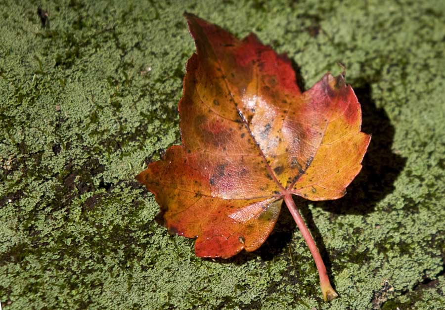 Fall is Here and Soon to be Gone