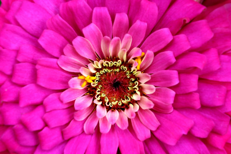 Moms Flowers