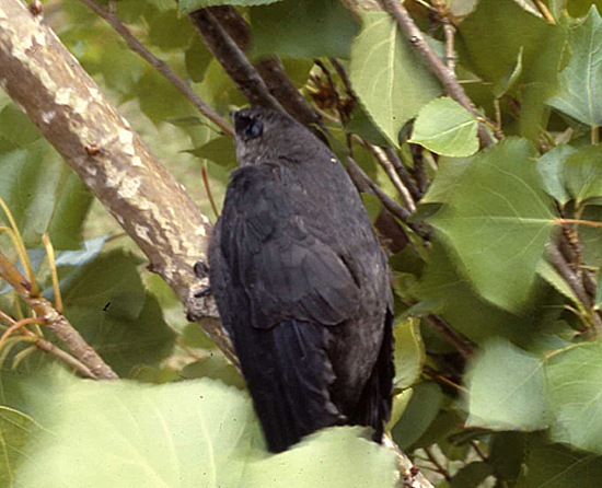 Chimney Swift