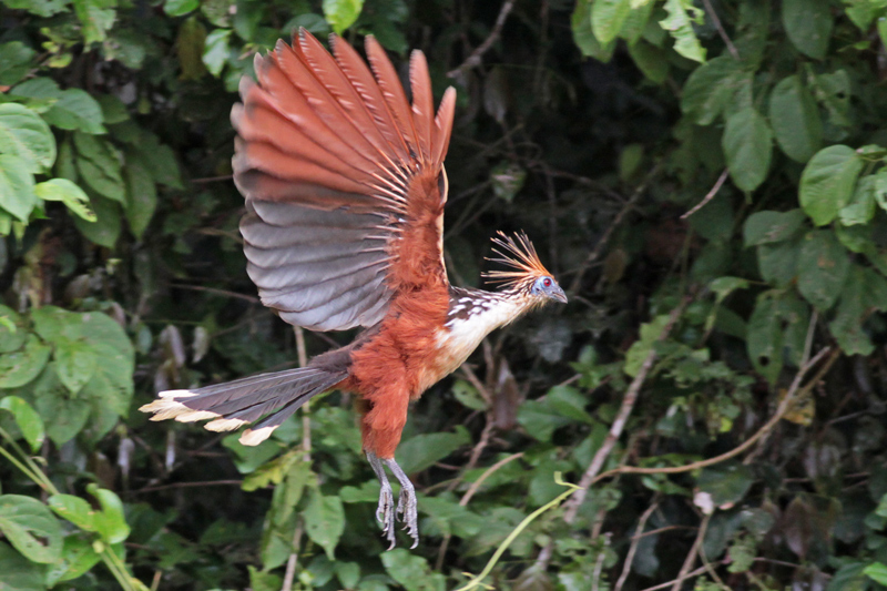 Hoatzin