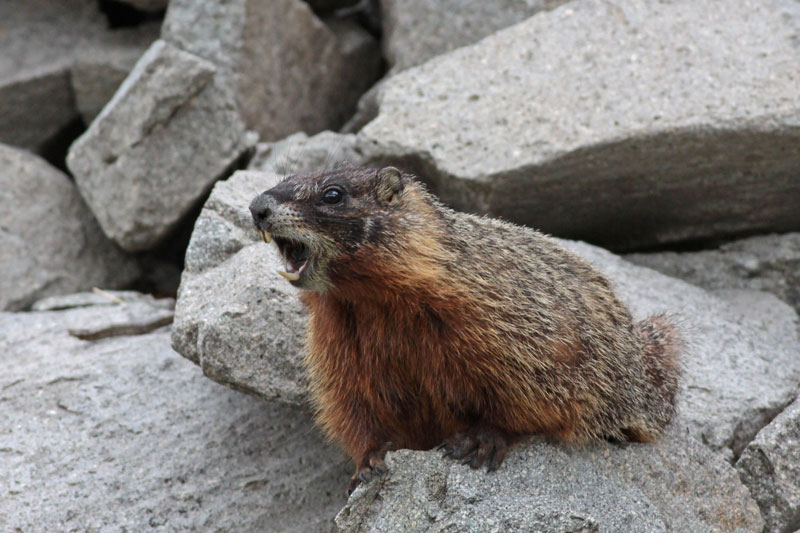 Yellow-bellied Marmot