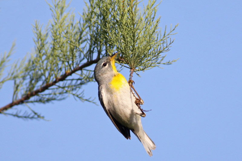 Northern Parula