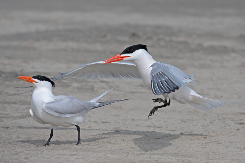 Royal Terns