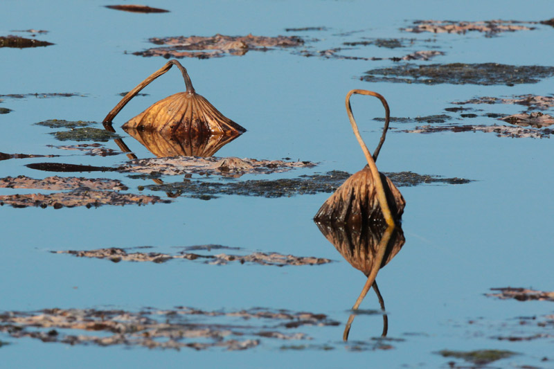 Reflections