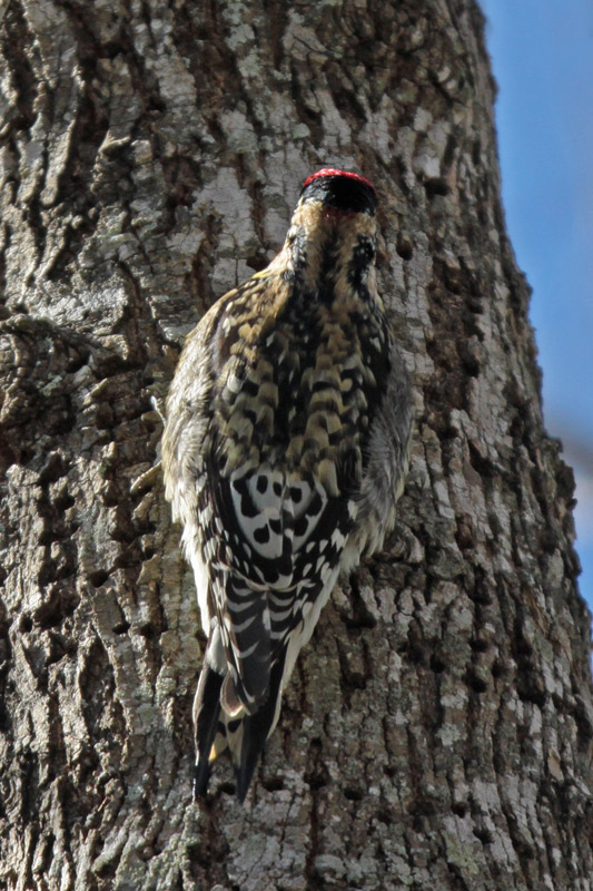 Yellow-bellied Sapsucker