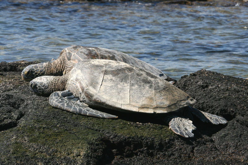 Green Sea Turtle (Honu)