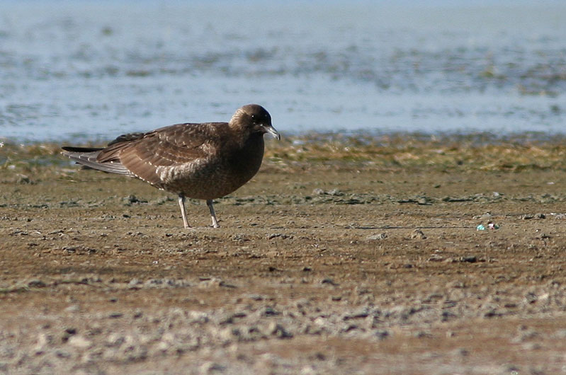 Parasitic jaeger