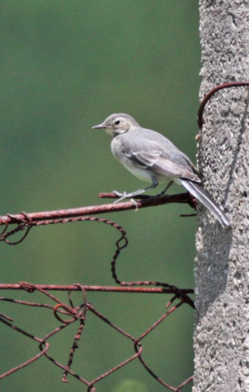 White Wagtail, young