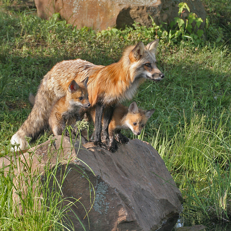 Cross Fox Two Pups on Rock