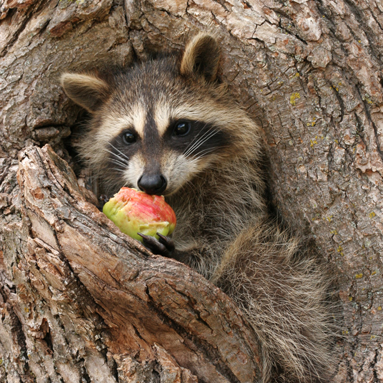 Racoon Baby Eating Apple