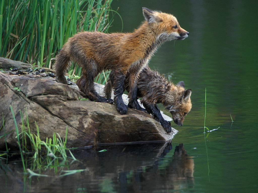 Red Fox Babes at Lake