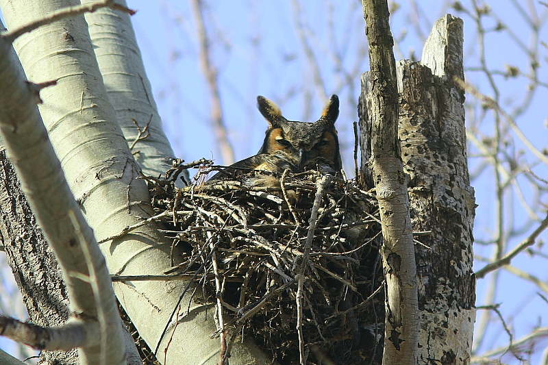 Grand - Duc  d`Amrique -  Great Horned Owl