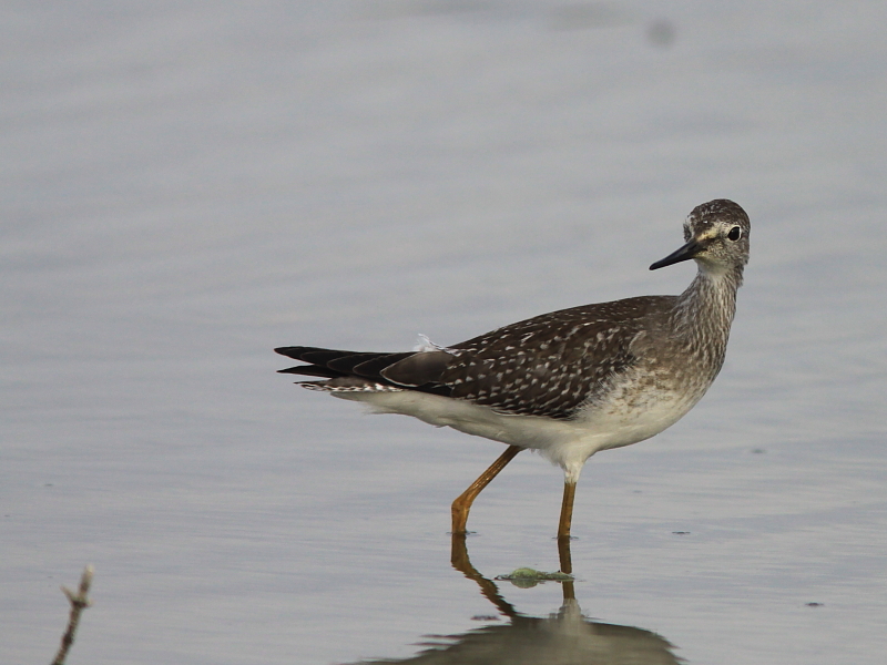 Petit Chevalier - Lesser Yellowlegs  