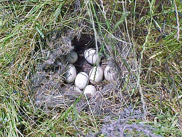 Mallards Nest