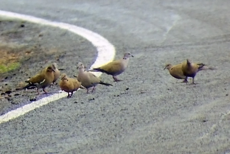 White-winged  & Eurasian Collared-Doves