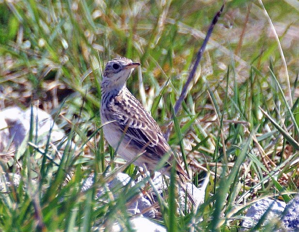 Spragues Pipit