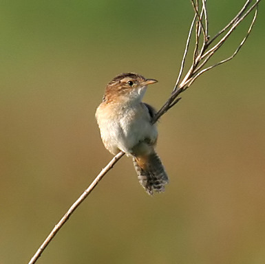 Sedge Wren