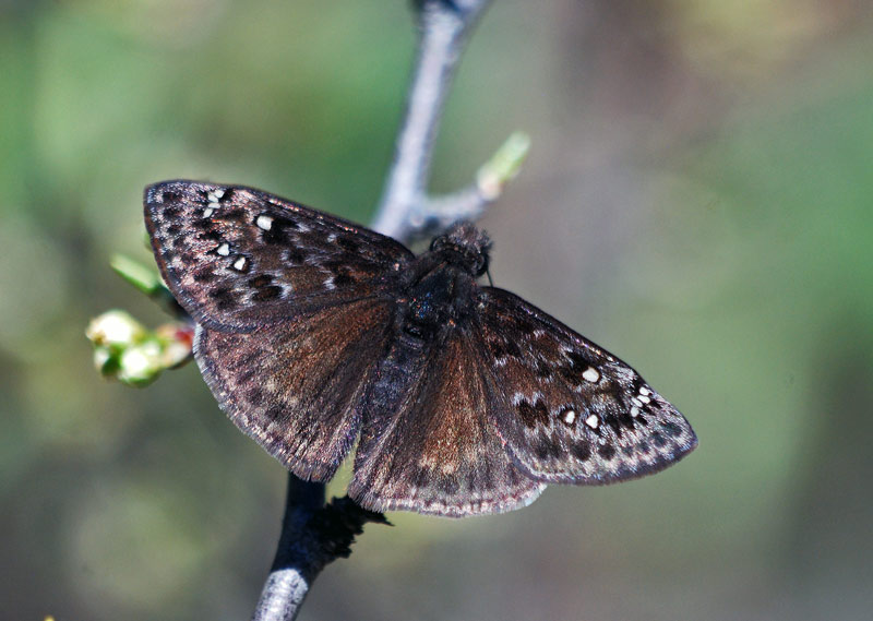 Juvenals Duskywing