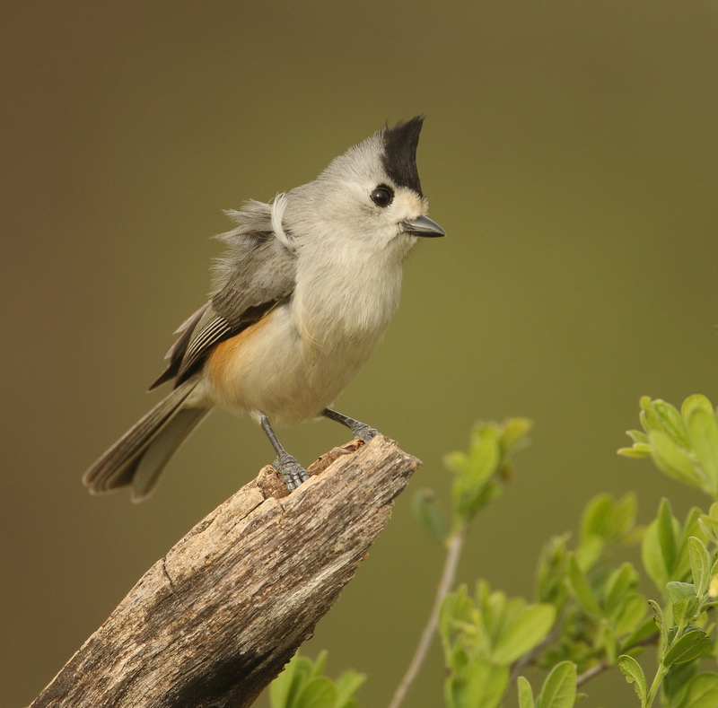 black-crested titmouse--mesange a plumet noir