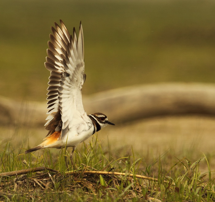 killdeer -- pluvier kildir