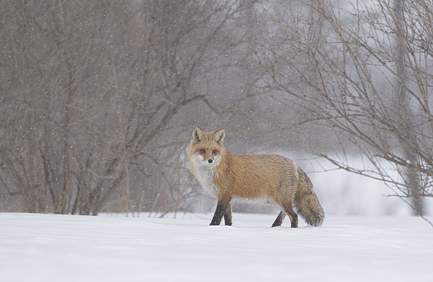 red fox  --  renard roux