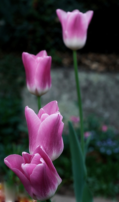 o4/80/968480/1/134160878.Jo0QSldl.4toGo35mm2.8.jpg