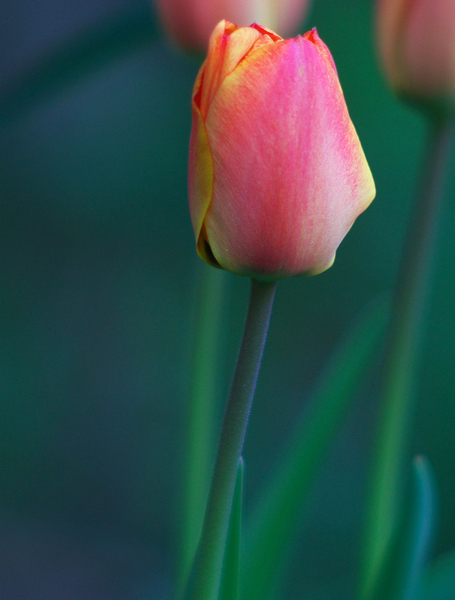 o4/80/968480/1/134160880.0ILzsd1k.SpringosmdcropsPBnewGallery85mmcrop.jpg