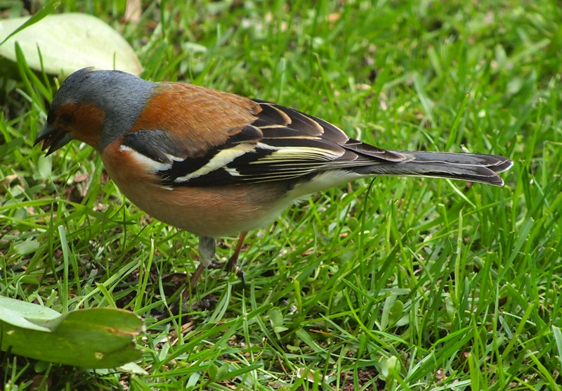 Chaffinch (Fringilla coelebs)