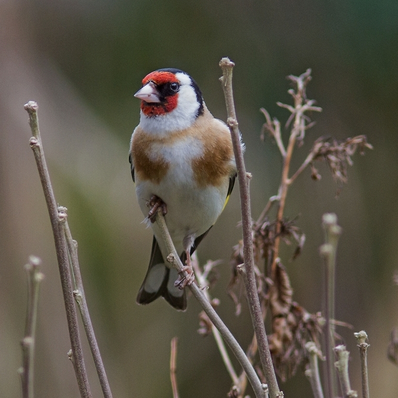 European Goldfinch