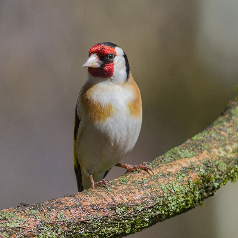 European Goldfinch