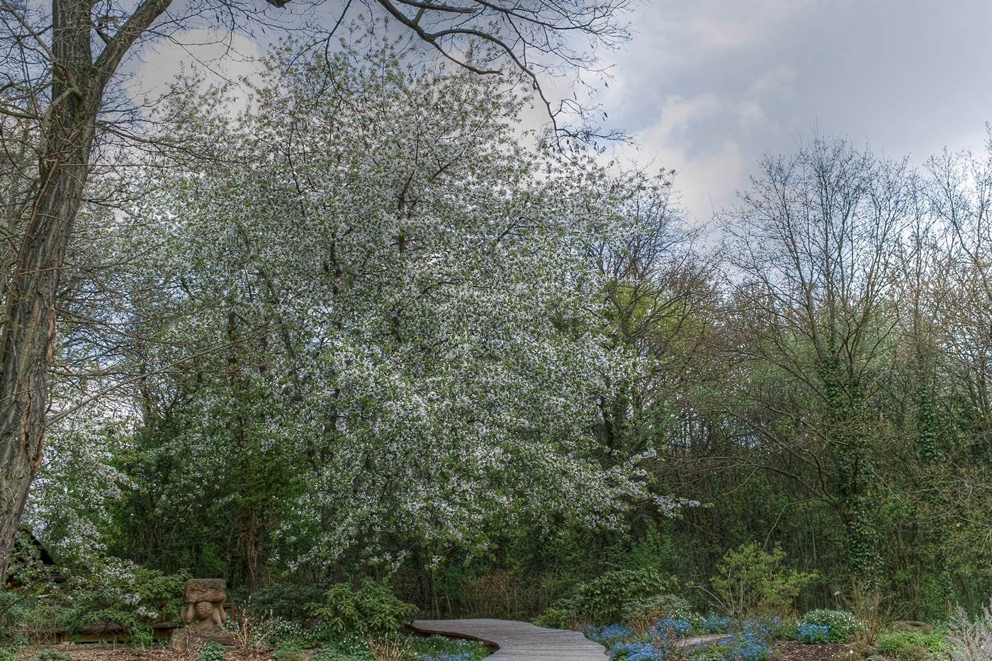 Abundance of Blossoms