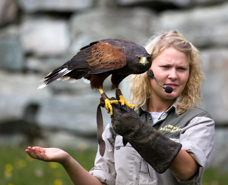 Harris Hawk (Parabuteo unicinctus)