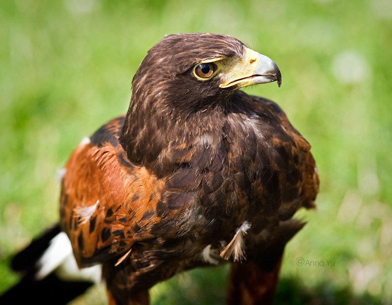 Harris Hawk (Parabuteo unicinctus)