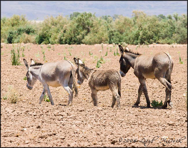 wild burros