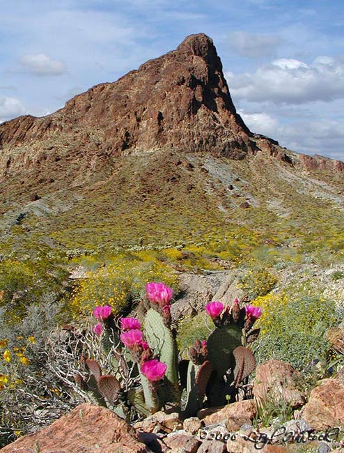 Desert Bloom