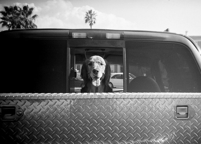 Waiting Dog