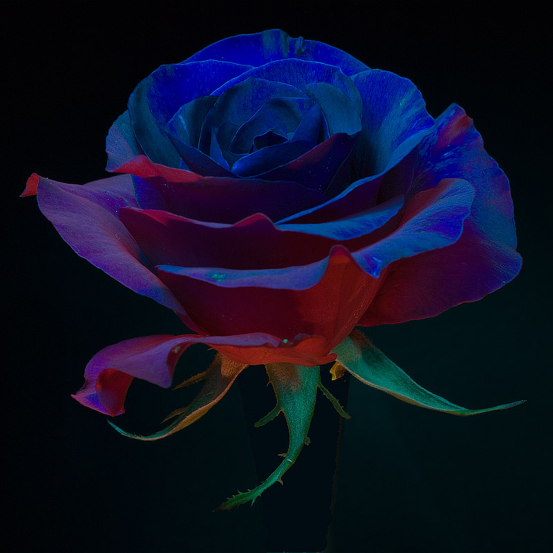 The Rose