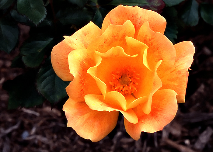 Velvia_31.jpg