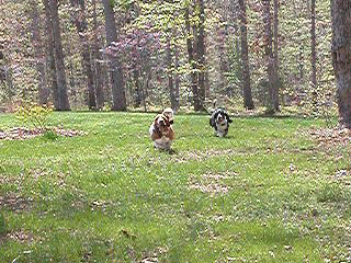 FrankLopingApril2006.gif