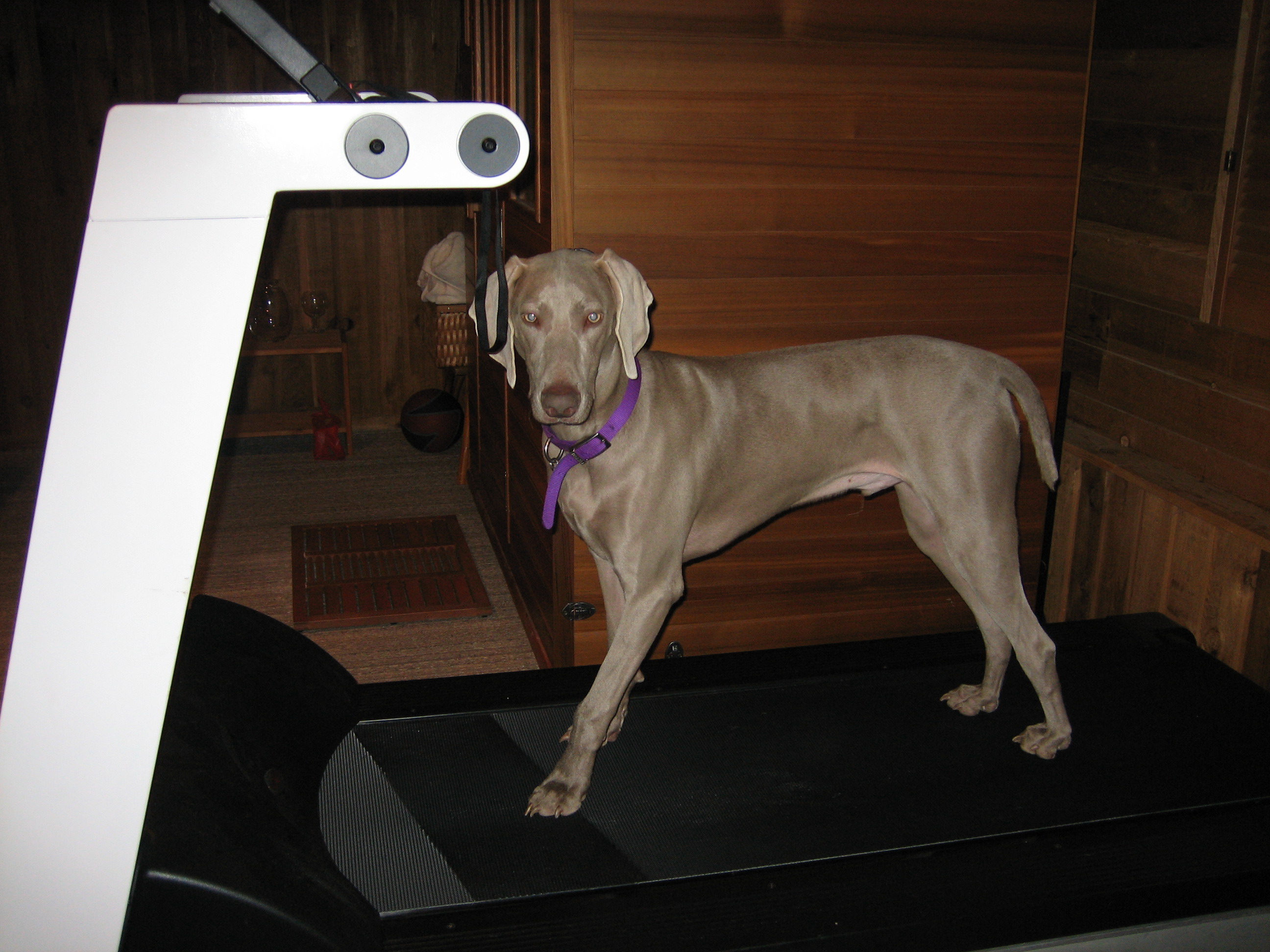 we run him a mile or two....and crank up the incline if hes got excess energy, which he always does!