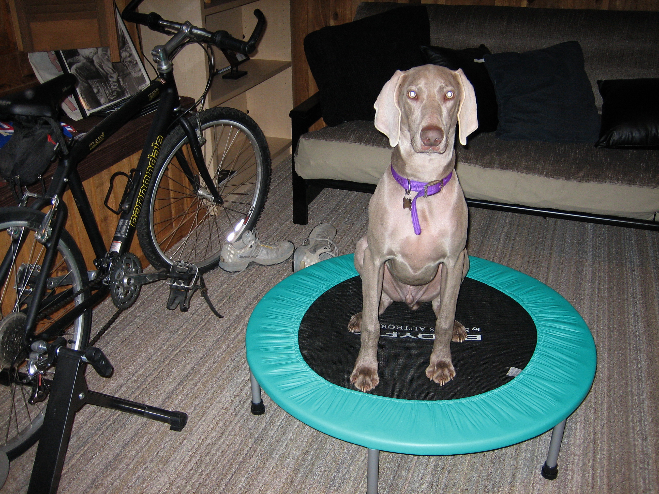 Then, when I get on the treadmill, he takes over the rebounder.  Wish I had his energy and motivation!