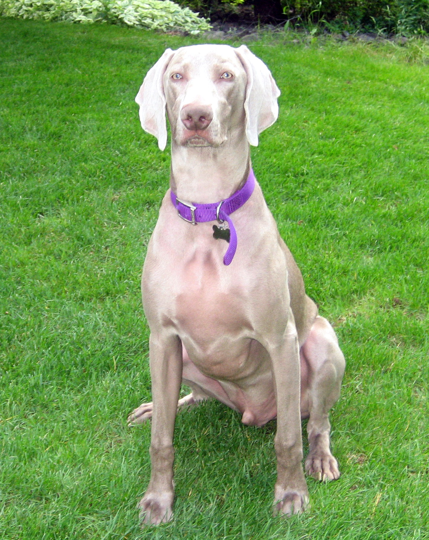 Steely - 1 year old